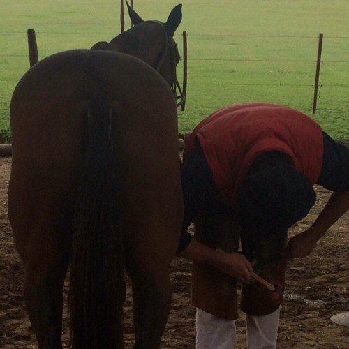 #Polo #Endurance #Criollos. La tradición, el caballo y el polo como un estilo de vida.