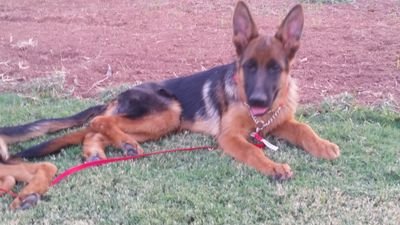 https://t.co/Kzl67Gv09h German Sheperd Puppies and dogs for sale.( 318 ) 422-3758
Von Mann kennels GSD K9 German Shepherds