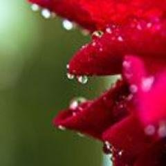 tripathino444's profile picture. 