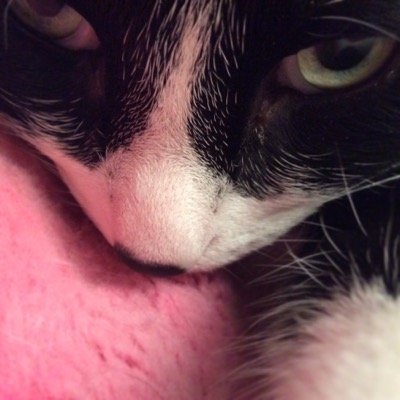 Hello. :D Picture of my cat, Niles. Hardly post anything. I just follow the people I like & that follow me. :)