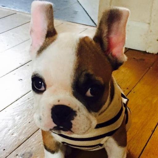 I'm a French Bulldog Puppy, sharing with you all the products, fashion, places and stores I love...