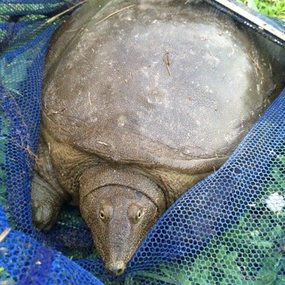 水生生物全般。ガサって写真撮って飼育して標本集めて。推しはオオウナギ。研究はカメ類。民間企業の環境部門で作ったり、守ったり、調べたり、教えたり…生息地は愛知県。週末は家にいない。/Fulica atra