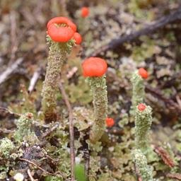 Lichens, Bryophytes, Fungi and some Plants.