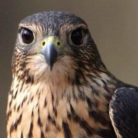 Khalfan J Almuslmani (@almaslamani_k) Twitter profile photo