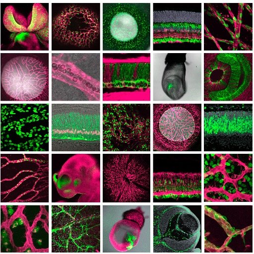 Developmental biologist, human clone... seriously