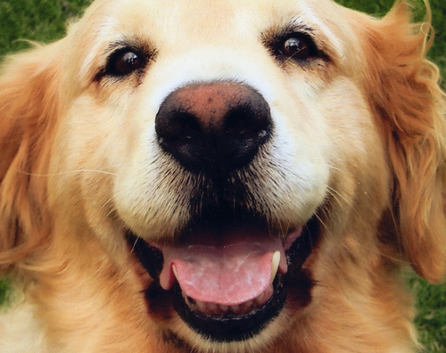 chiroru1994's profile picture. 肌が弱い。よさこいが嫌い。