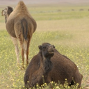 célia le borgne - @fillesdesdunes - Twitter