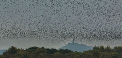 Starlings UK