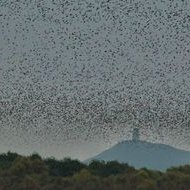 UK Starlings (@ukstarlings) 's Twitter Profile