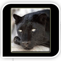Wellborn High School (@walterwellborn) 's Twitter Profile