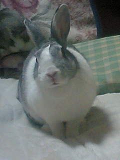 歌って奏でるProgrammer;
C++育ち; C#, Python, Godot, UEに興味; 日商簿記2級を学習中;
ウサギと緑とカラオケが大好き;
C/C++, Violin (since 2016) / Viola Tenor or Bass Violin (since 2021);
