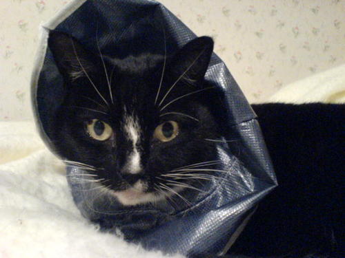 eccentric_lassi's profile picture. 