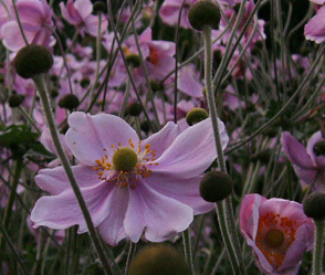 stantongardener's profile picture. A small garden and nursery based in Northumberland, England.