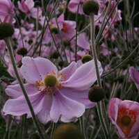 Stanton Hall (@stantongardener) 's Twitter Profile