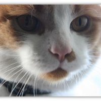 Kater Merlin (@katermerlin2015) Twitter profile photo