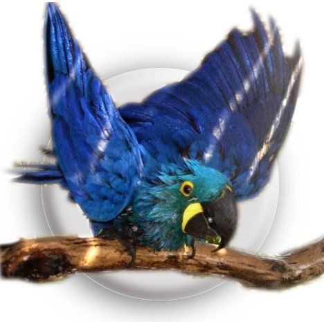 sharic's profile picture. I'm passionate about pet birds and have had avian companions for 30 years.