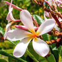 Maui Tropical Plant.(@MTPMaui) 's Twitter Profile Photo