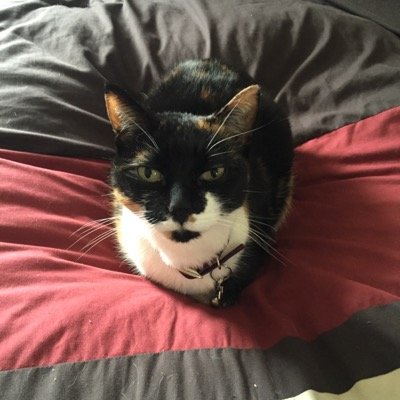 preciouspaddles's profile picture. i must lay on every lap