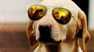 NoSomosLatinos's profile picture. 