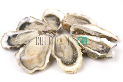 culitrader's profile picture. 