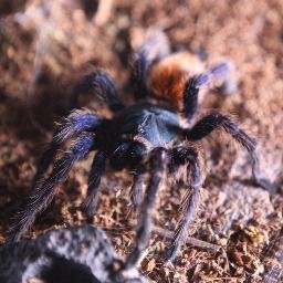 The official live Spider mascot of Richmond men's basketball.