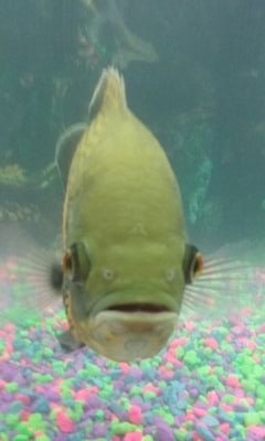 BradStevens19's profile picture. keeping it green!!$!!   :^,