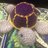 ScrappyCturtle's profile image