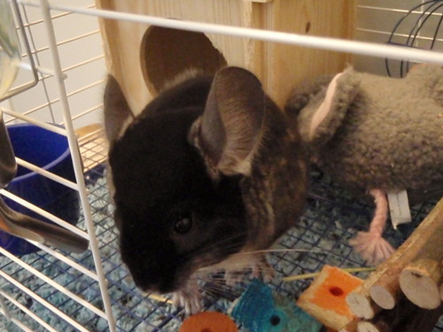 JetLiCastro's profile picture. 