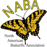 NabaButterfly (@nababutterfly) 's Twitter Profile