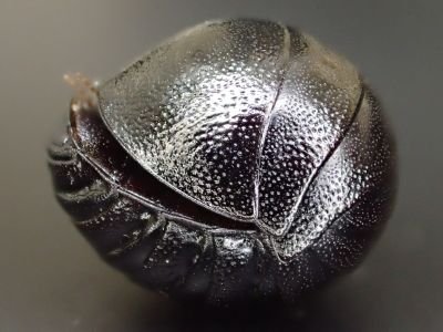 ゴキブリのお兄さん
ゴキブリ談話会(Japanese Association of Cockroach)
スバ友
ホラアナゴキブリの研究してます。はよ論文出せ