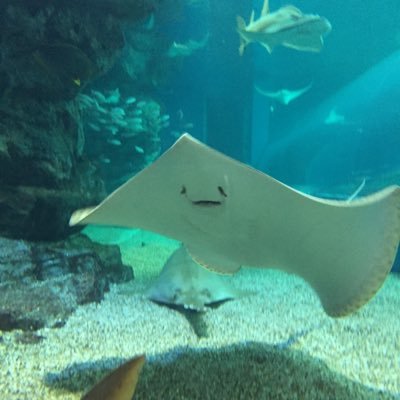 yukko_ct's profile picture. 立教済済/筑前/CT