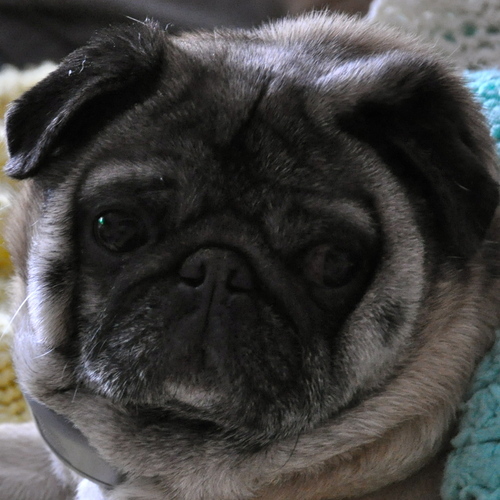 pugpiePug's profile picture. I am a small neurotic pug.