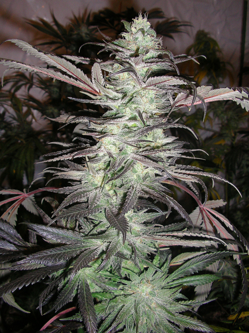 You are looking for Cannabis seeds? go http://t.co/Ld51X2Pa