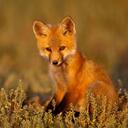 Mary Kulak - @lucky_fox - Twitter