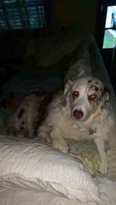 rosehealey1's profile picture. Dog Trainer