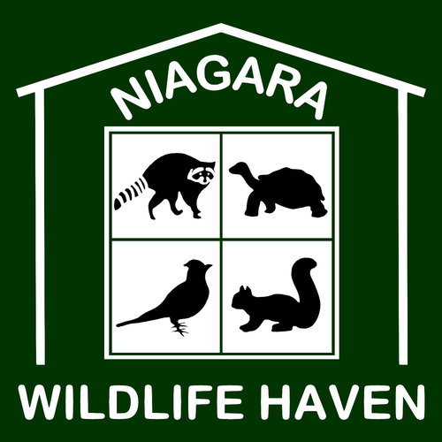 Fed/Prov all species licensed wildlife rehab ctr in Niagara (ON) for orphaned/injured native wildlife. 30+yrs f/t exp - non-profit funded by public donations.