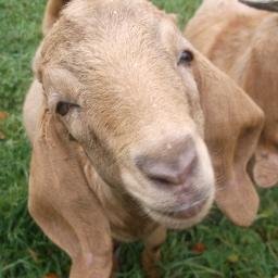 Homesteading, canning, gardening, animal care, cheap from scratch meals, herbal medicine and more! Find me on Youtube: https://t.co/DFI8GtBt0E