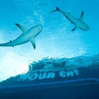 All Star Liveaboards (@diveasl) 's Twitter Profile