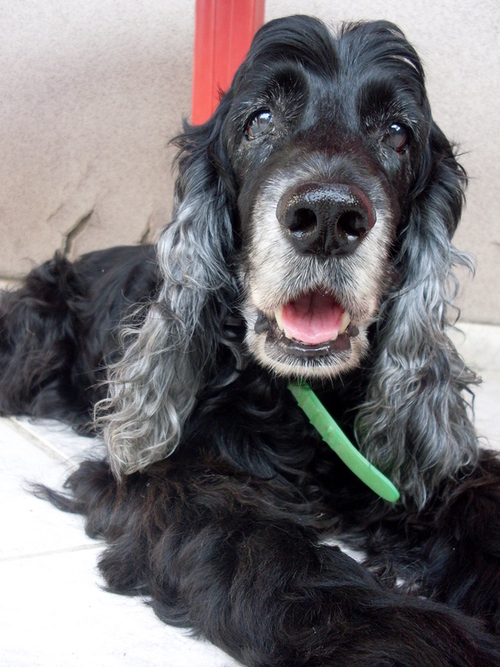 rodrigofmarques's profile picture. 