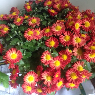 neera_nimma's profile picture. 