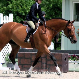 parlanti_bitch's profile picture. Anything that pops into our head about non horse people, or any other statements that must be made about our special world.