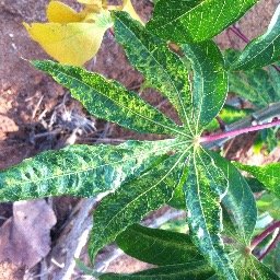 US-East Africa partnership on cassava mosaic disease - A paradigm for the evolution of insect-transmitted plant virus pathosystems