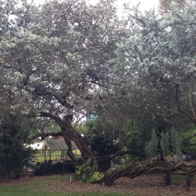 cookiz23's profile picture. 