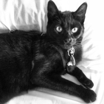 Black Cat Cleaning is a new, eco-friendly cleaning service