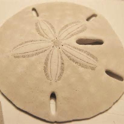 ThatOceanicBank's profile picture. Some species within my order, are not quite as flat so they are know as Sea Biscuits. #yum #MyFriends #SistersFromOtherMisters #BrothersFromOtherMothers