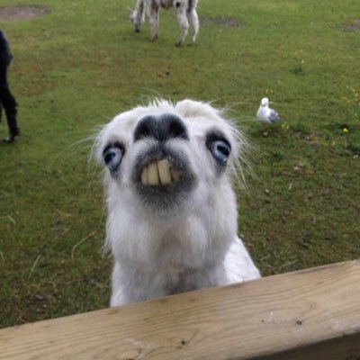 PuMi_'s profile picture. Professioneller Nerd