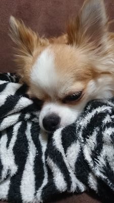 tamasabu6's profile picture. 