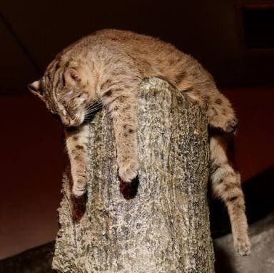 ABEND_D's profile picture. 猟犬