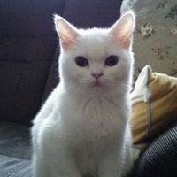 ありちゃん (@alicepon7) 's Twitter Profile
