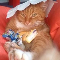 Verena Schmetz (@booksandcatsde) Twitter profile photo